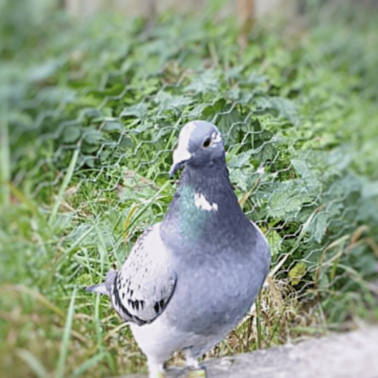 Nelly the rescued pigeon perched quietly