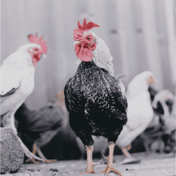 Charlie and feathered companions in the sanctuary barn
