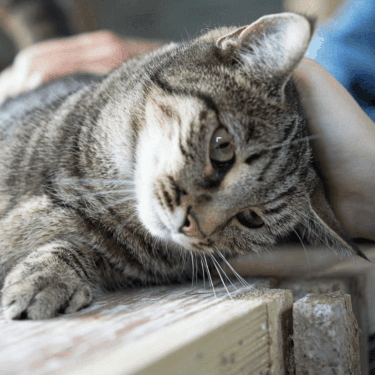 Ruby the tabby cat relaxing comfortably in the sun