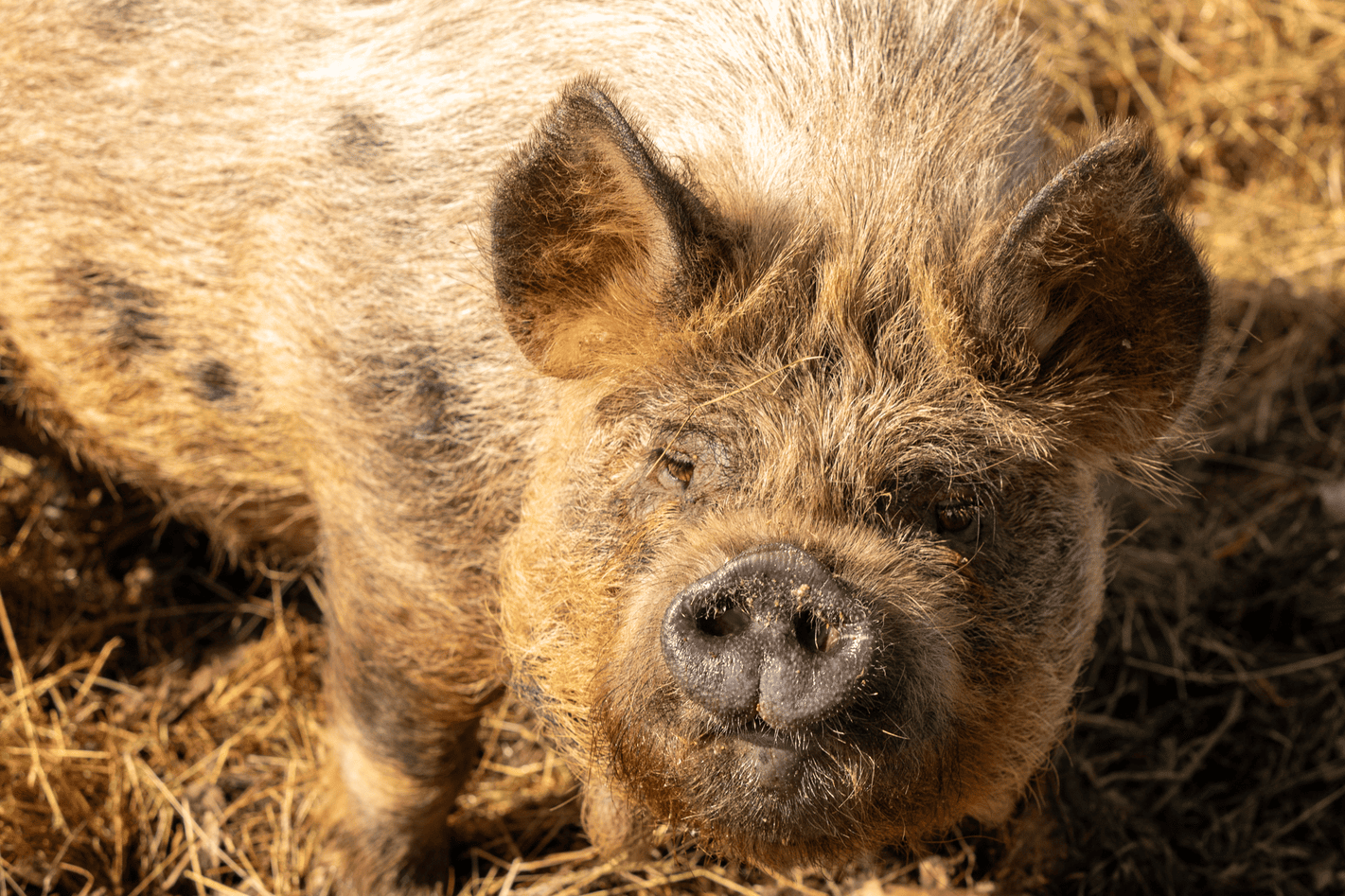 Jabba the rescued pig resting peacefully