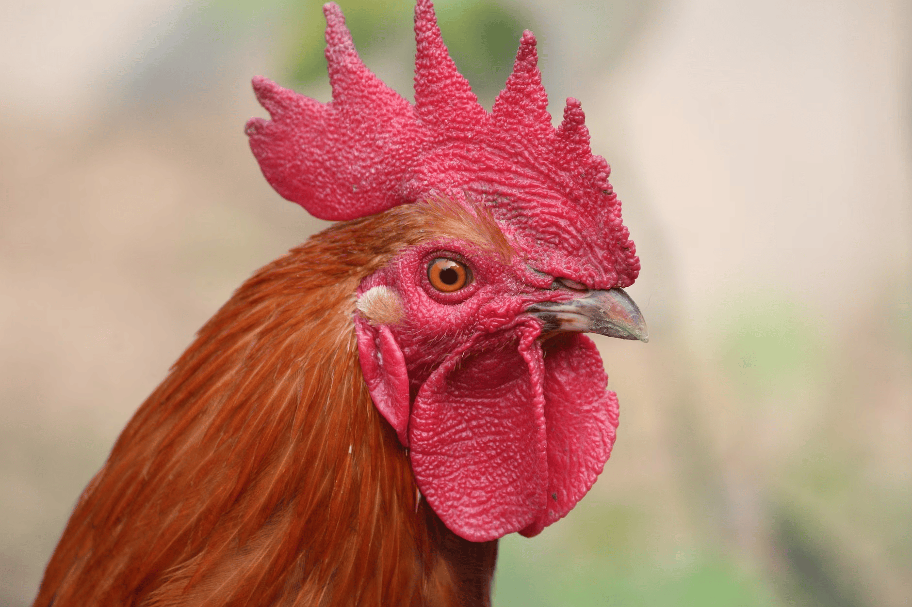 John the rooster with bright red comb