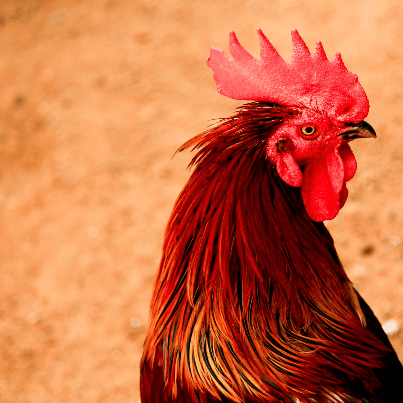 Peter the rescued rooster in golden sunlight