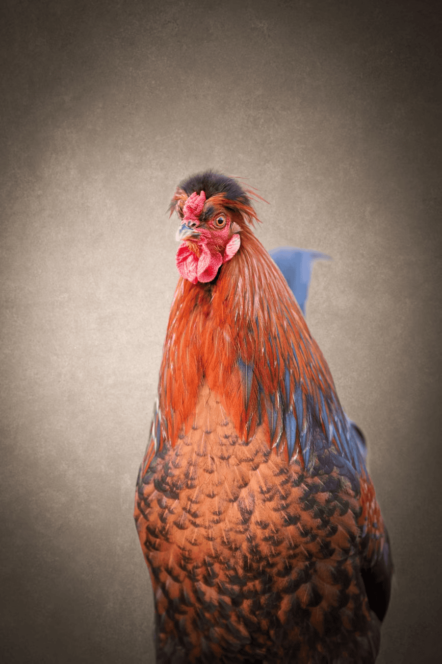Matthew the rooster looking proud in his shelter