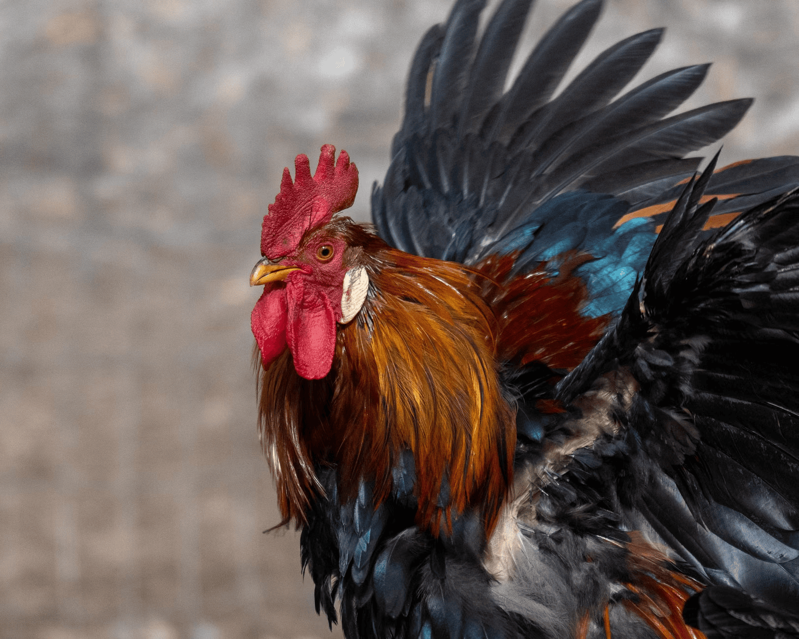 Paul the dark feathered rooster standing upright