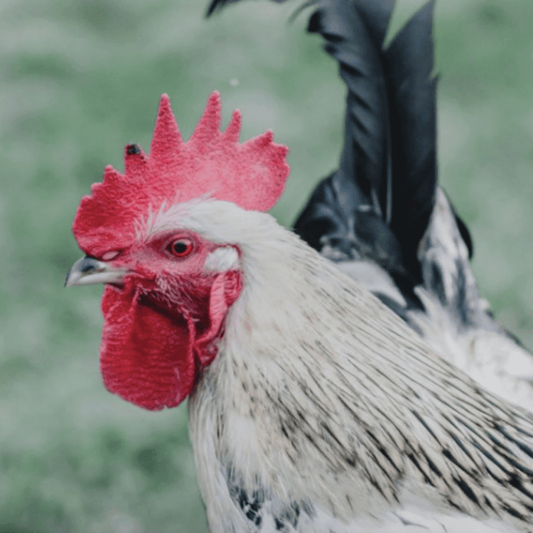 Rambo the rooster with vibrant plumage