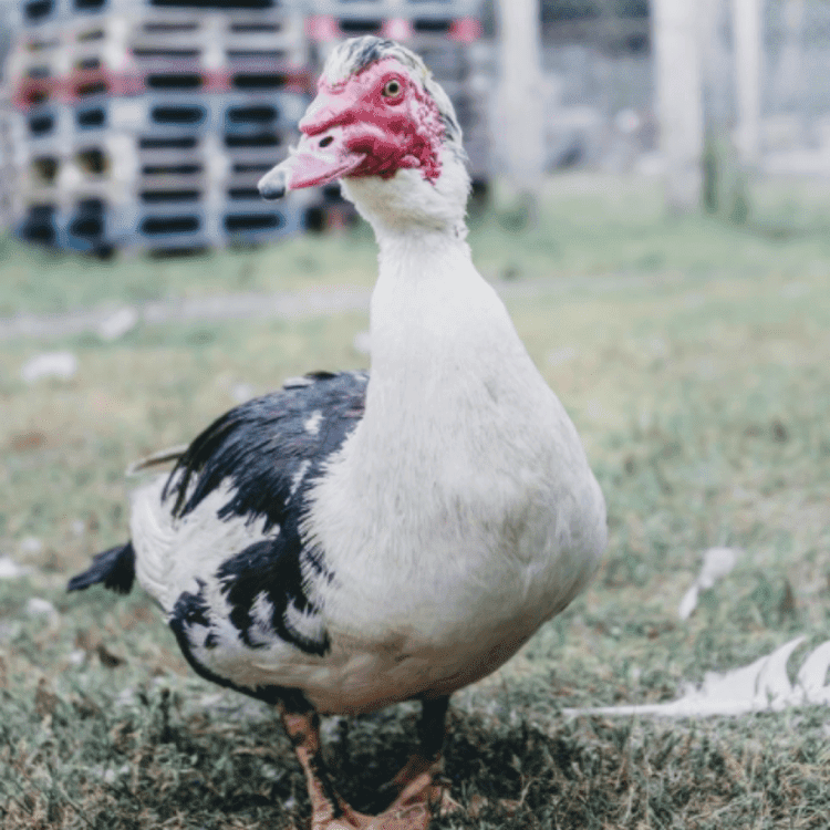 Aero the speckled duck resting outdoors
