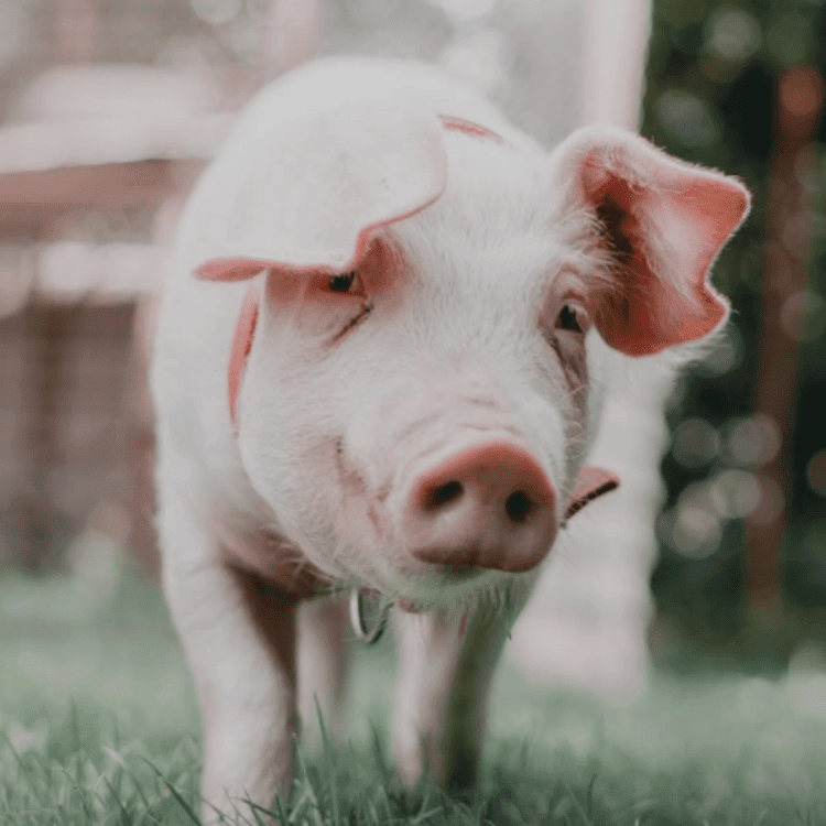 Charlotte the friendly pig looking forward