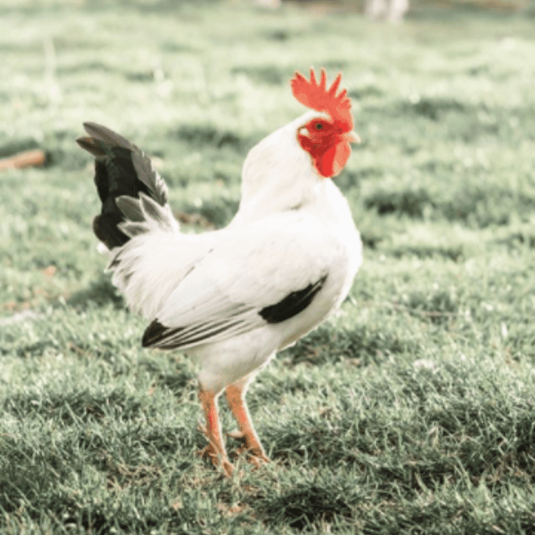 Pat the white rooster with bright red comb on the grass