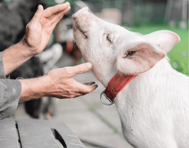 Sanctuary animals resting safely at Back Into Daylight
