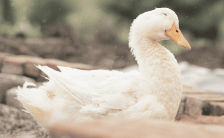 A rescued white goose resting comfortably outdoors