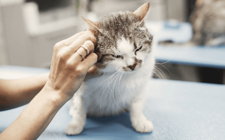 A rescued cat receiving gentle veterinary care and affection