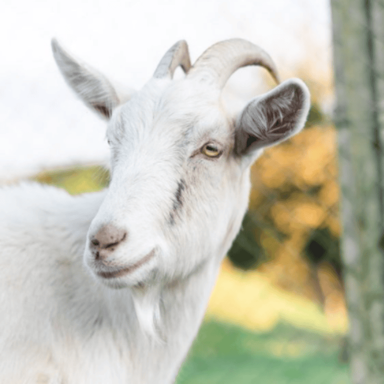 Jake the white goat looking at the camera