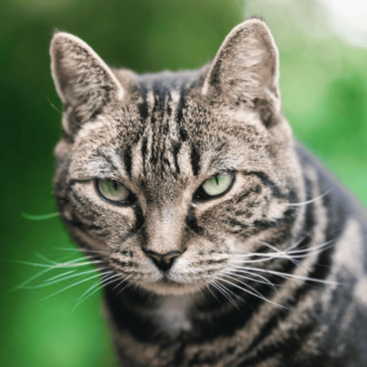 Tidge the tabby cat sitting in nature