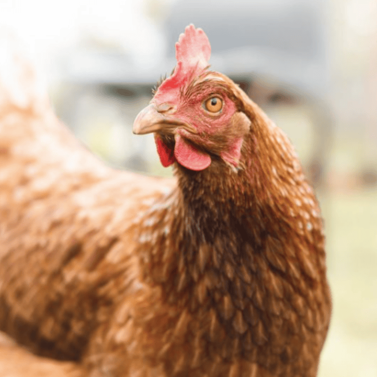 Rescued hen Wendy looking peacefully at Back Into Daylight sanctuary
